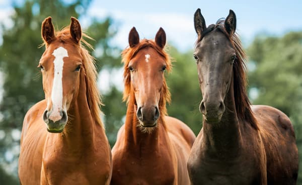 Transporte Compra o venta de caballos en España