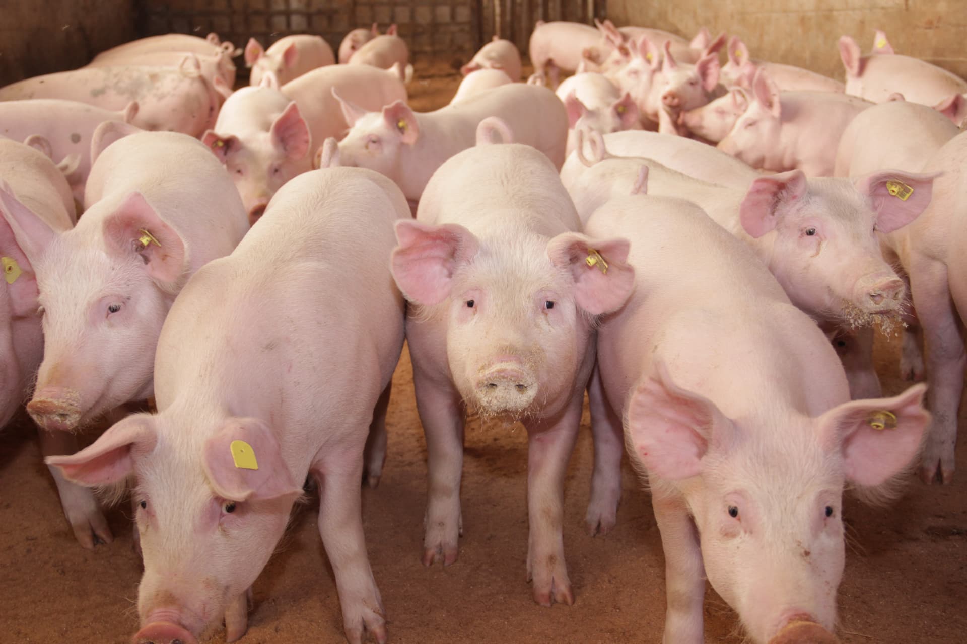 Vender o comprar un cerdo por España