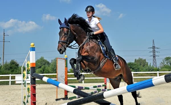 Transporte caballos concursos equinos en España