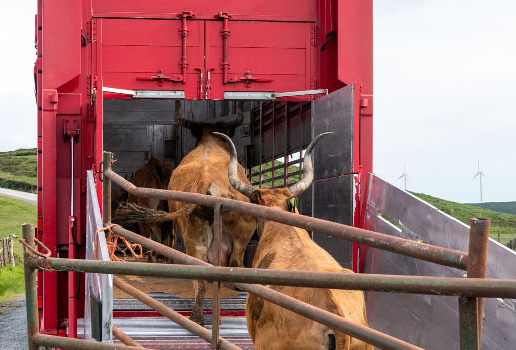 Transporte de animales con todas las garantías de bienestar animal