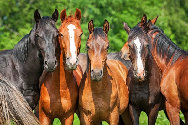 Transporte de caballos en España