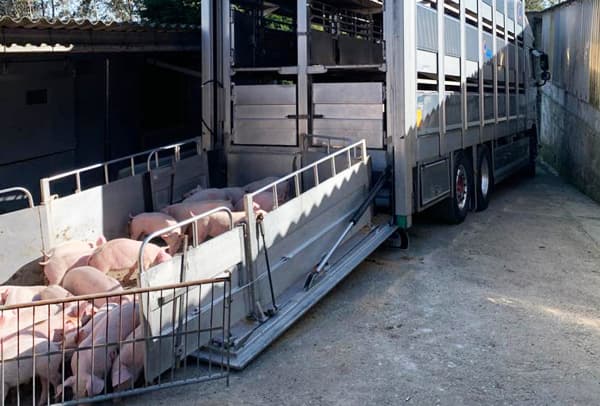 Transporte de cerdos en España