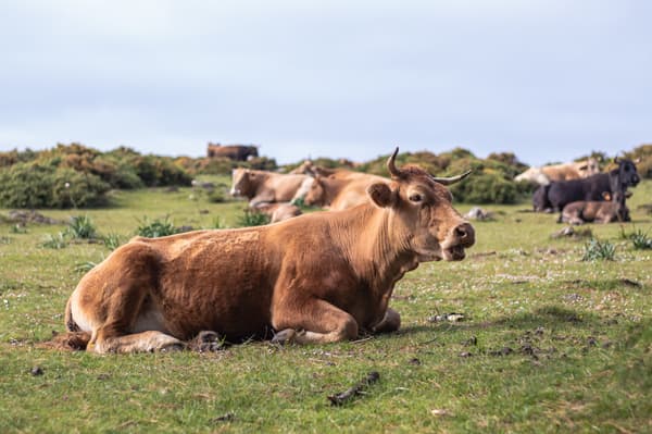 Transporte de vacas en España