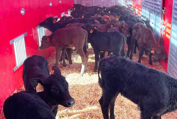 Transporte de vacas en España