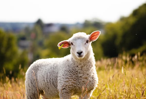 Transporte de ovejas en España