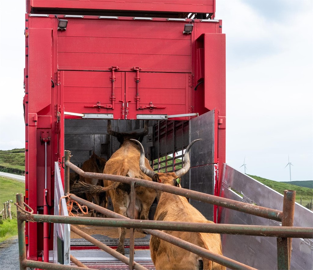 Transporte de animales al matadero