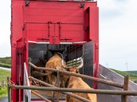 Transporte de animales al matadero